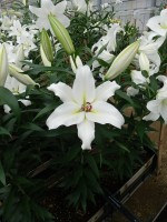 [5612 VH42 No01.JPG]